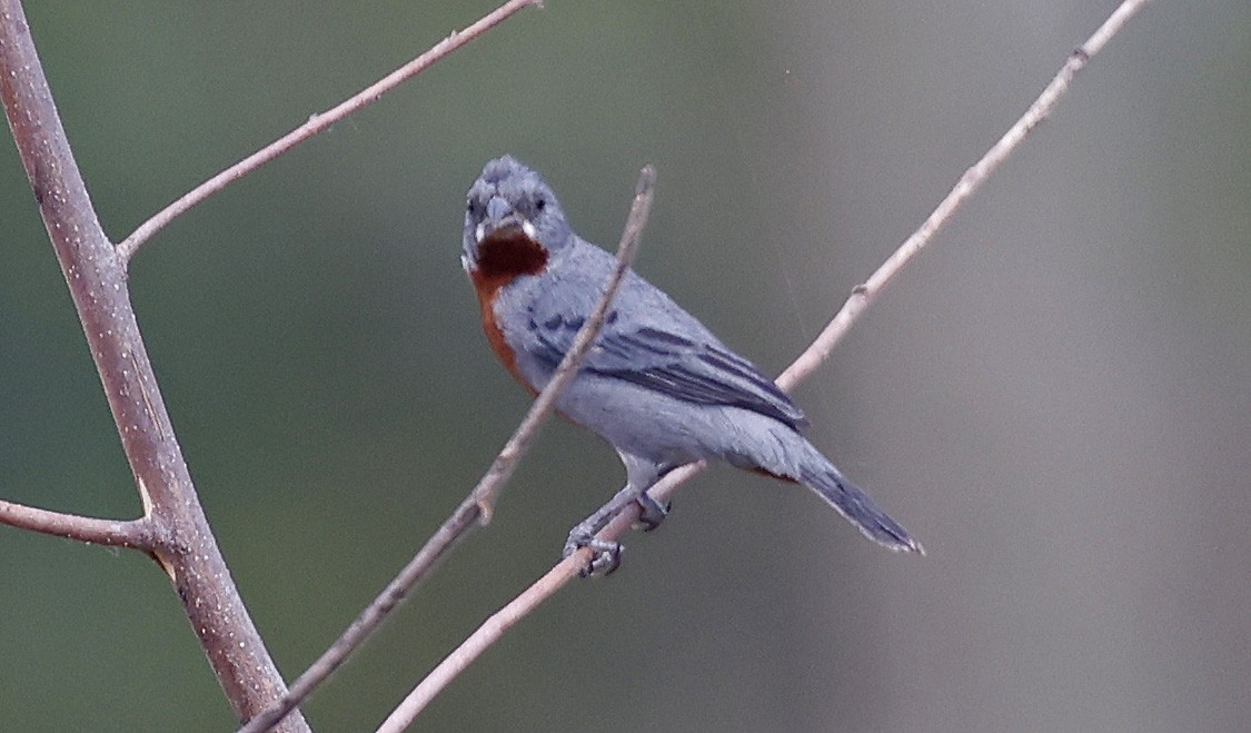 Chestnut-bellied Seedeater - ML624093791