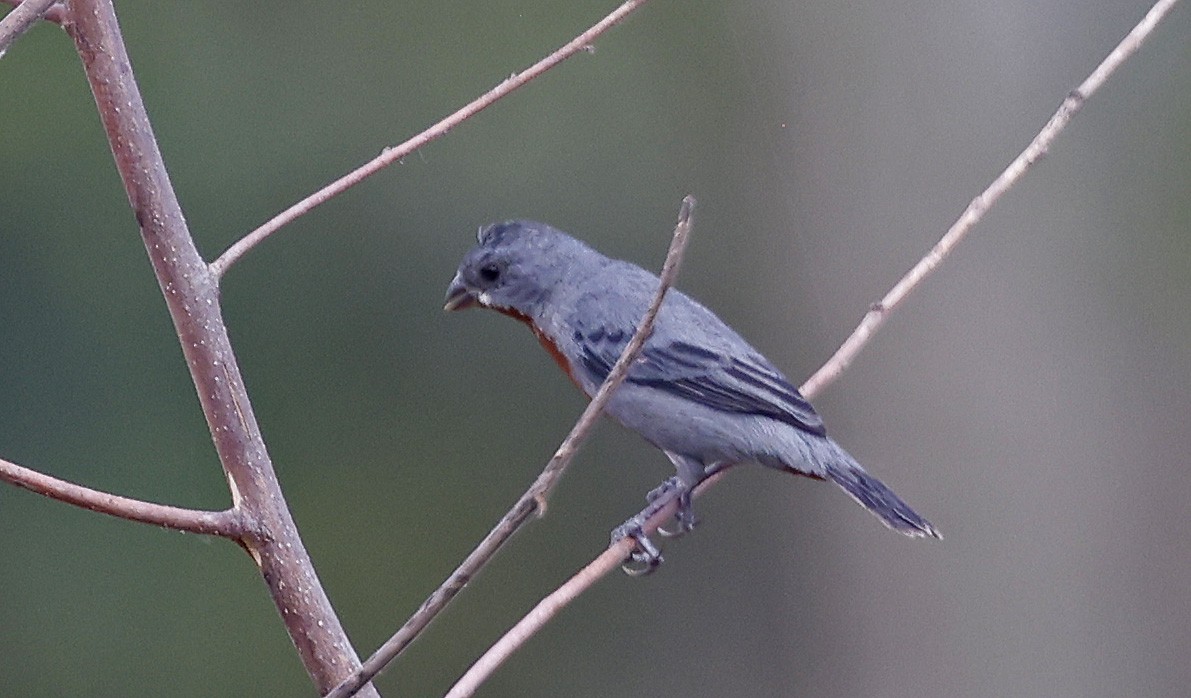 Chestnut-bellied Seedeater - ML624093796