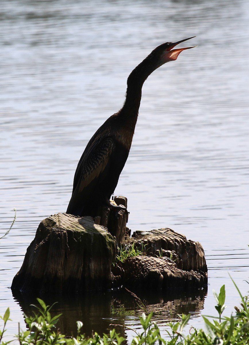 Anhinga - ML624093808