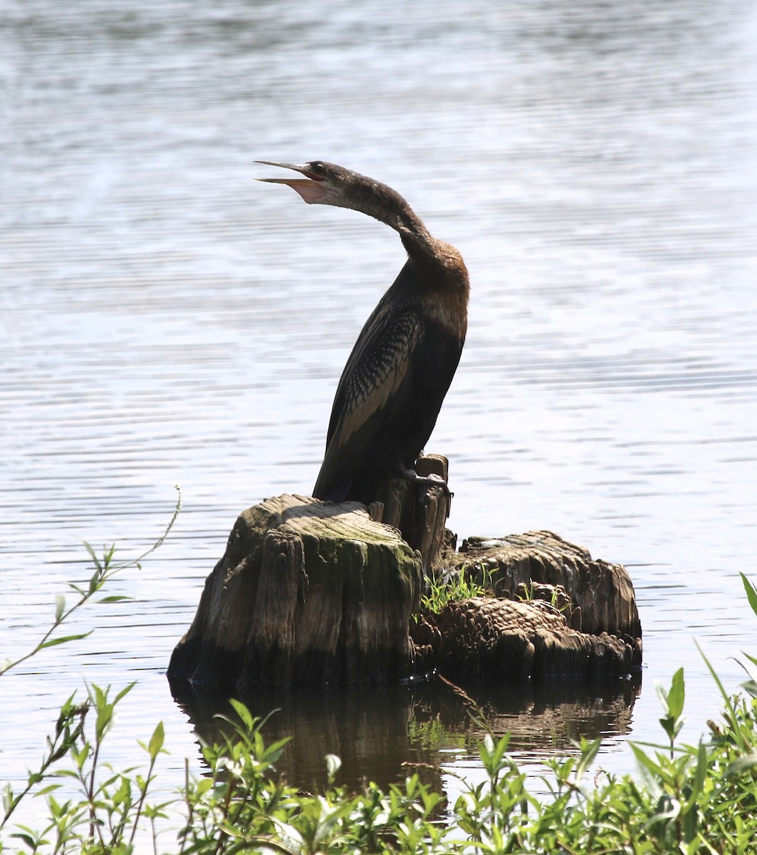 Anhinga - ML624093809