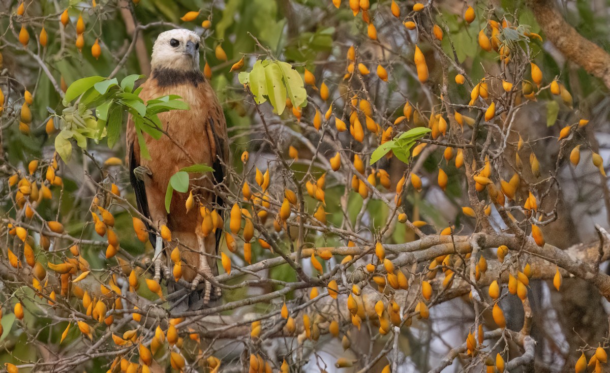 Black-collared Hawk - George Armistead | Hillstar Nature