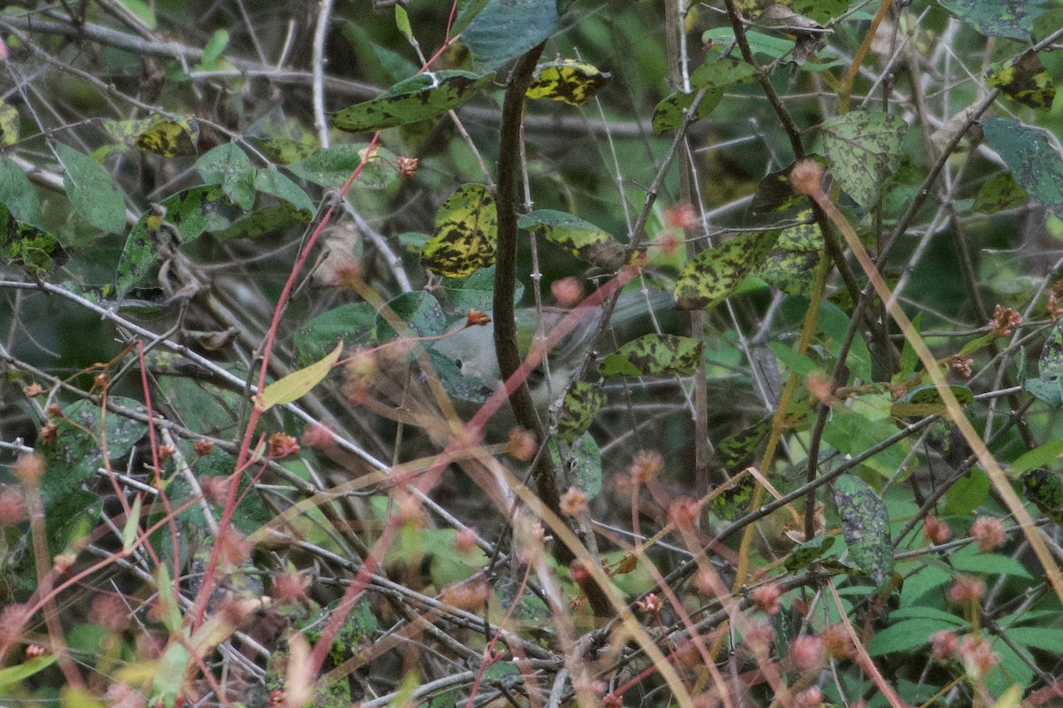 Painted Bunting - ML624093835