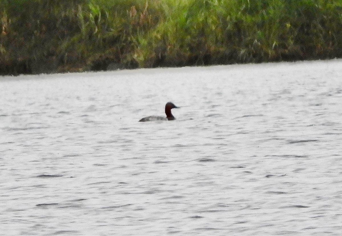 Canvasback - ML624093843