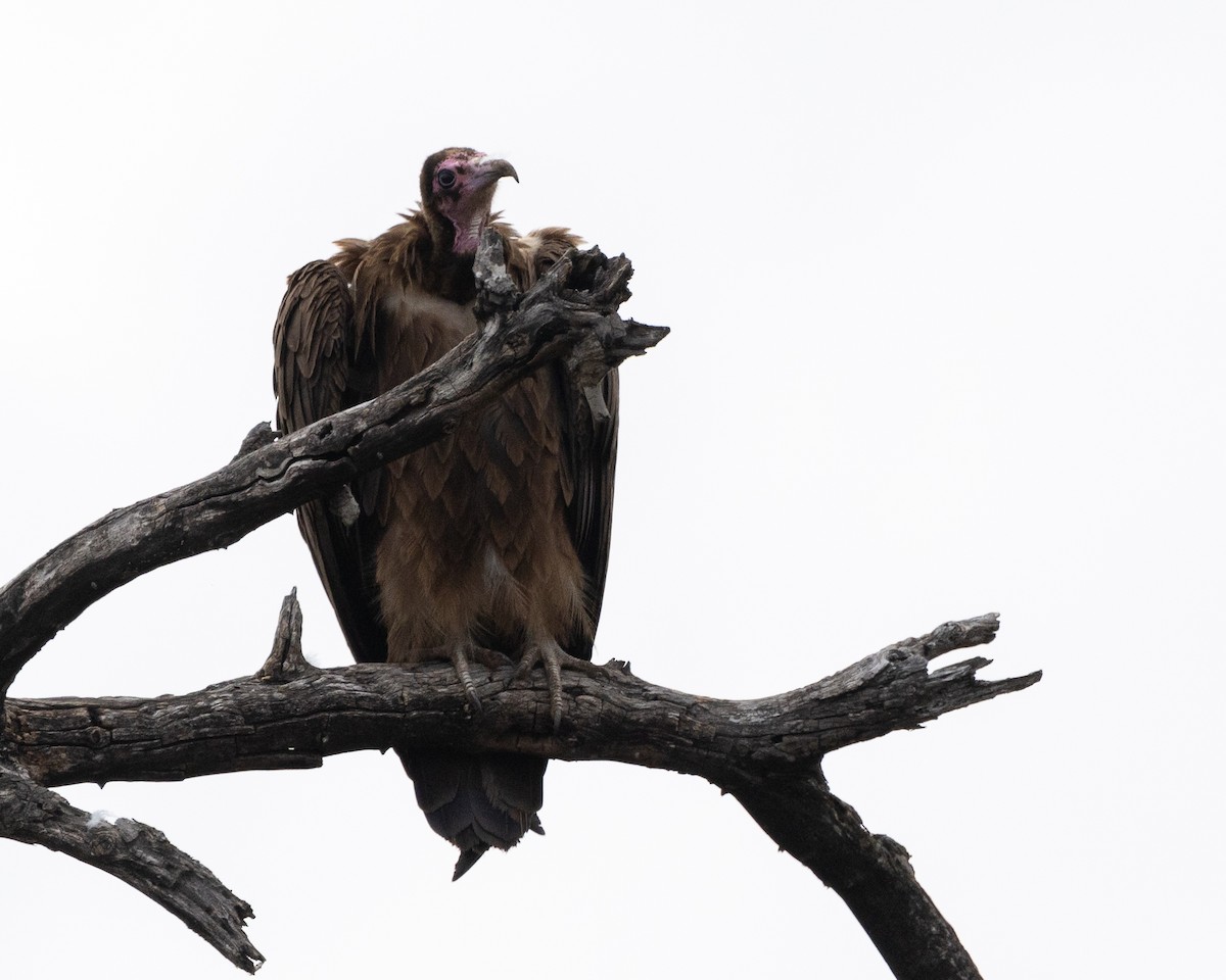 Hooded Vulture - ML624093844