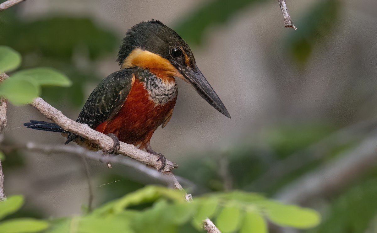 Martin-pêcheur bicolore - ML624093845