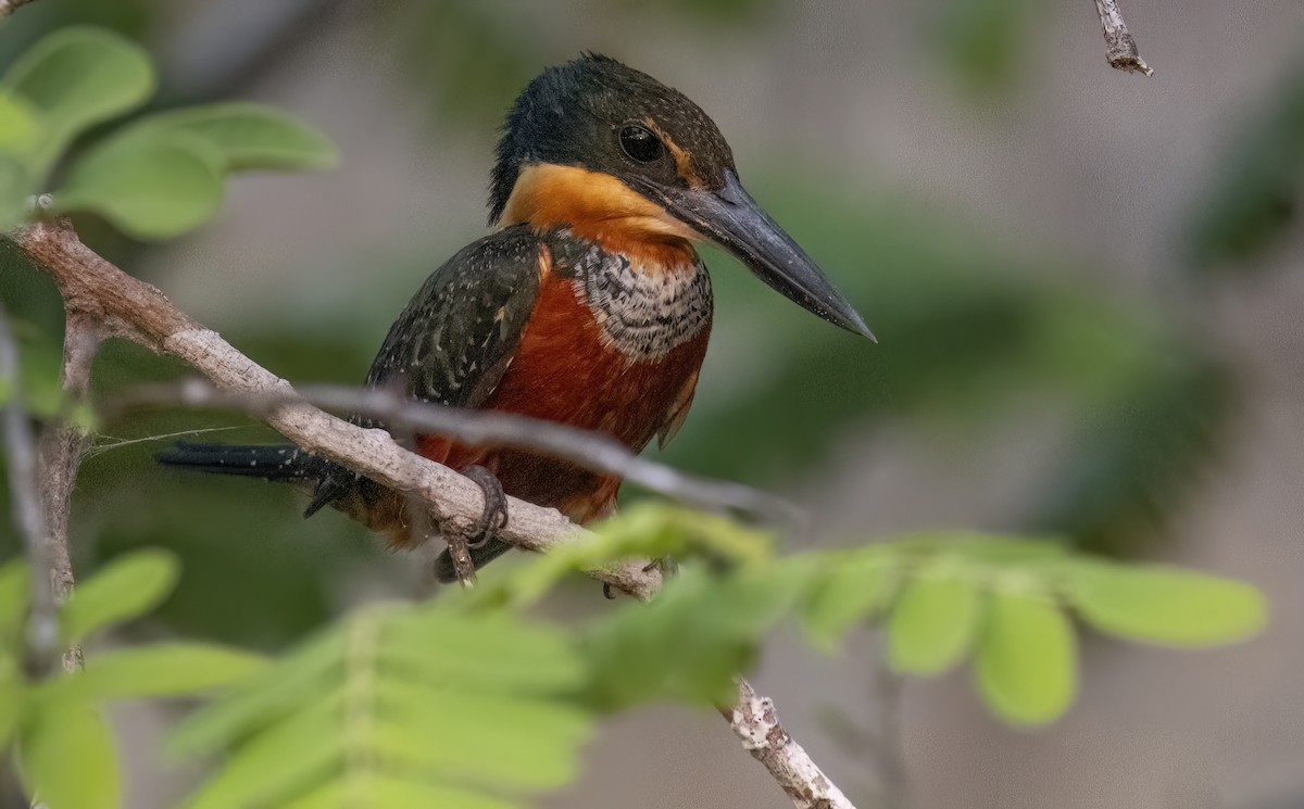 Martin-pêcheur bicolore - ML624093846