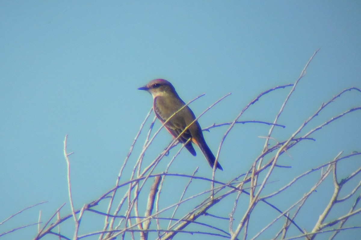 Vermilion Flycatcher - ML624093851