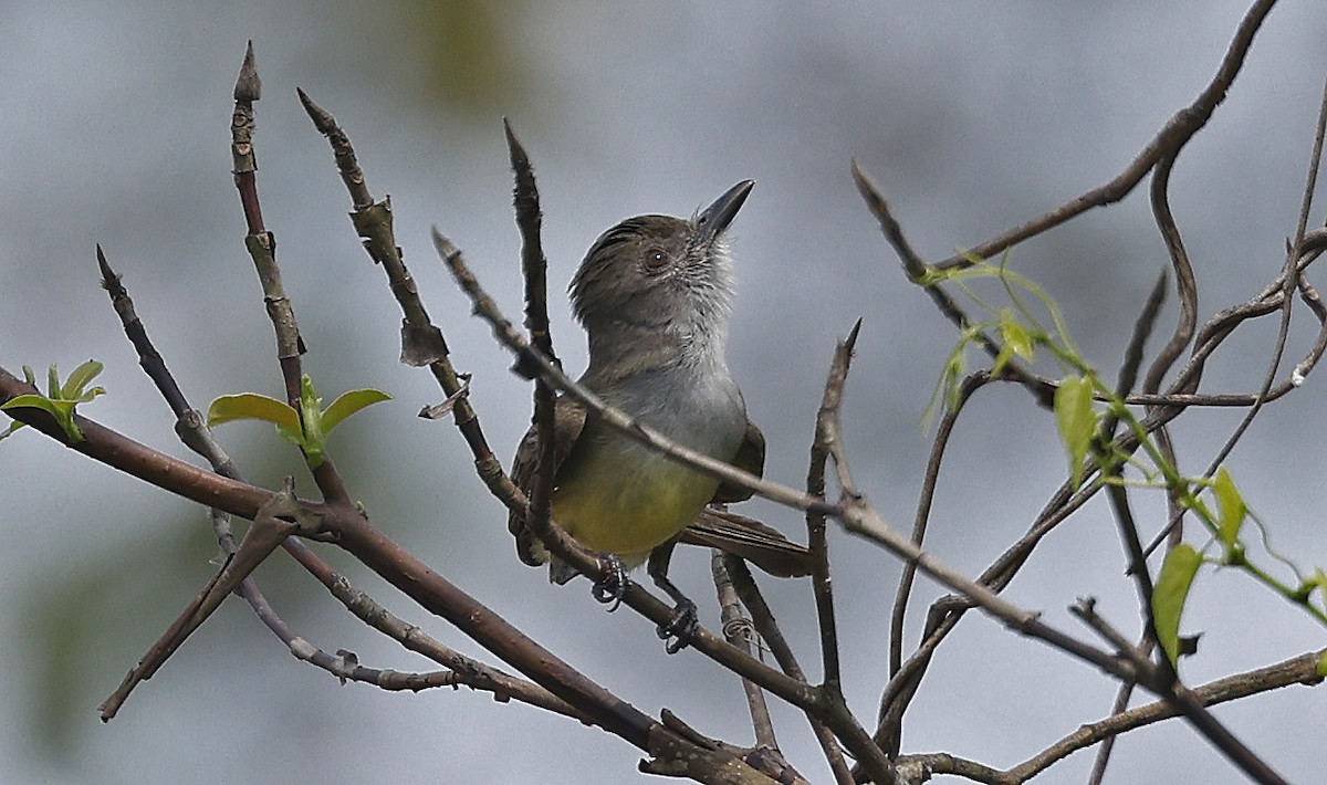 Short-crested Flycatcher - ML624093859