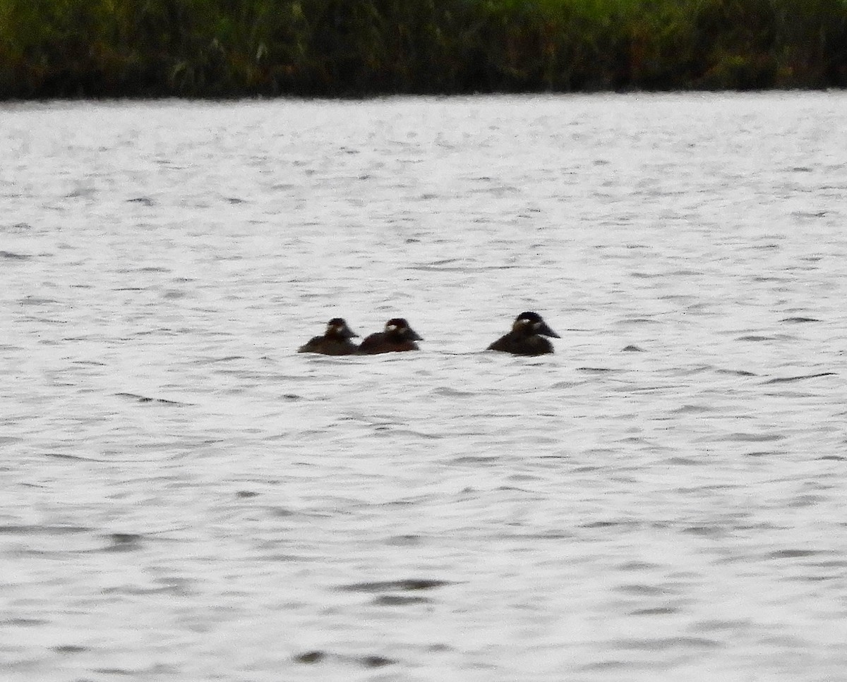 White-winged Scoter - ML624093860