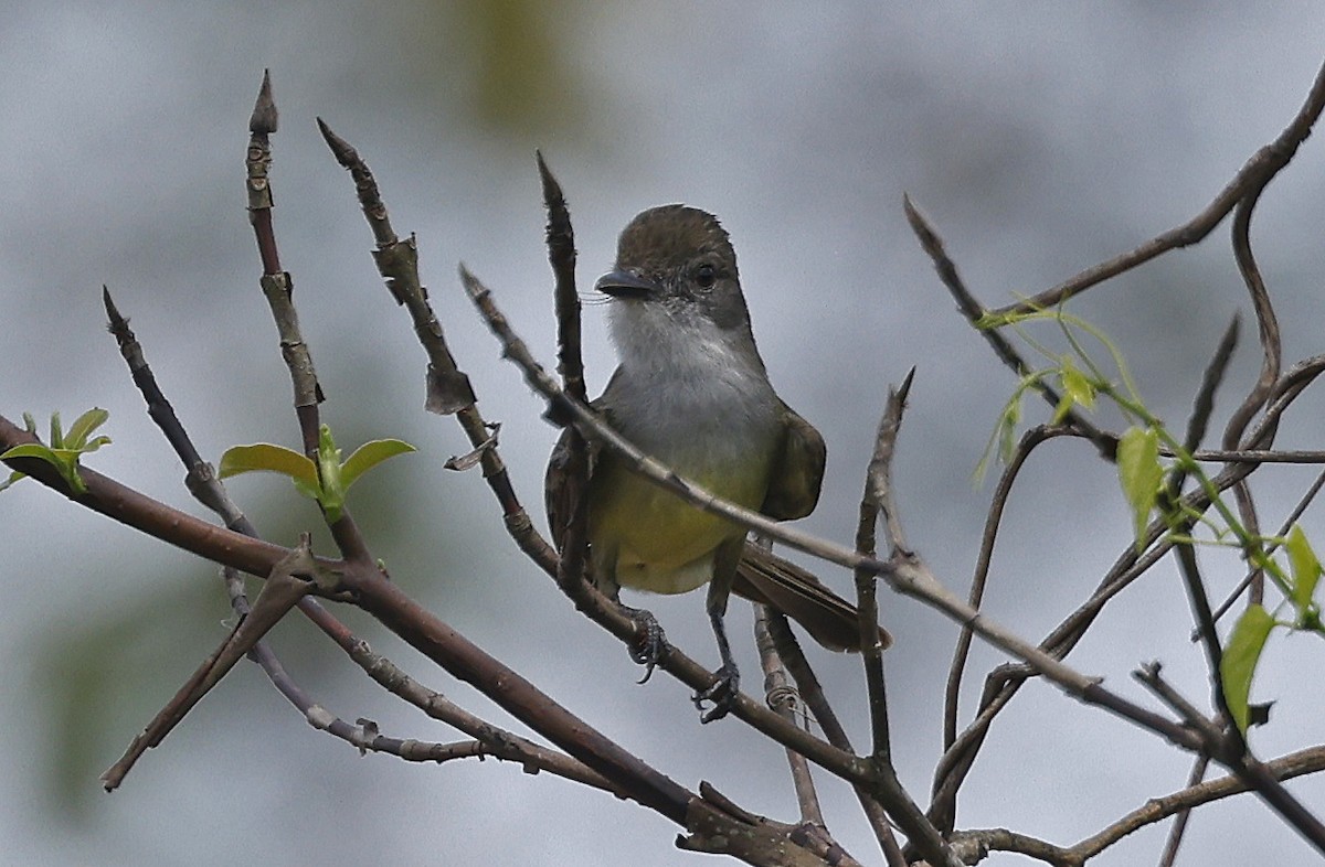 Short-crested Flycatcher - ML624093861