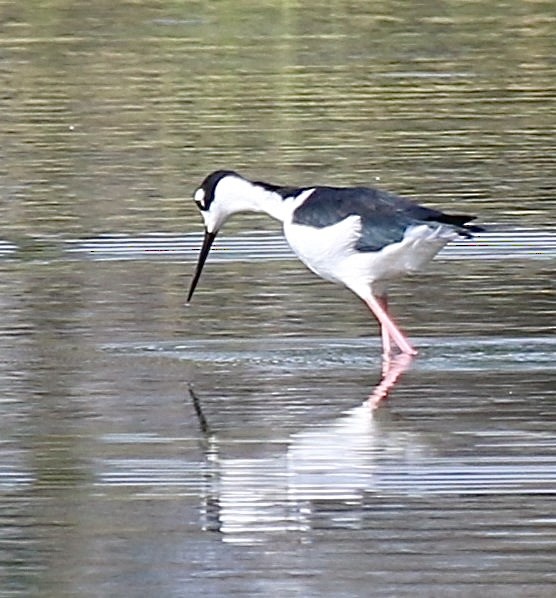 Black-necked Stilt - ML624093865