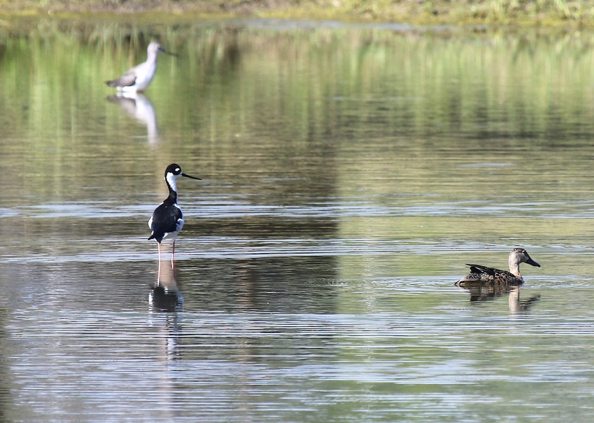 Black-necked Stilt - ML624093868