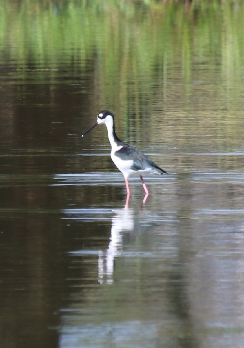 Black-necked Stilt - ML624093890