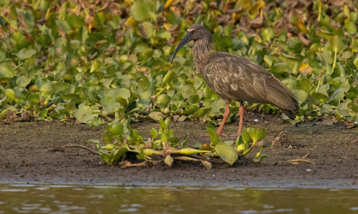 Ibis plombé - ML624093891