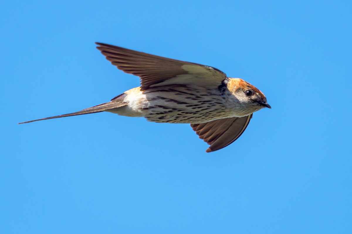 Greater Striped Swallow - Greg Drawbaugh