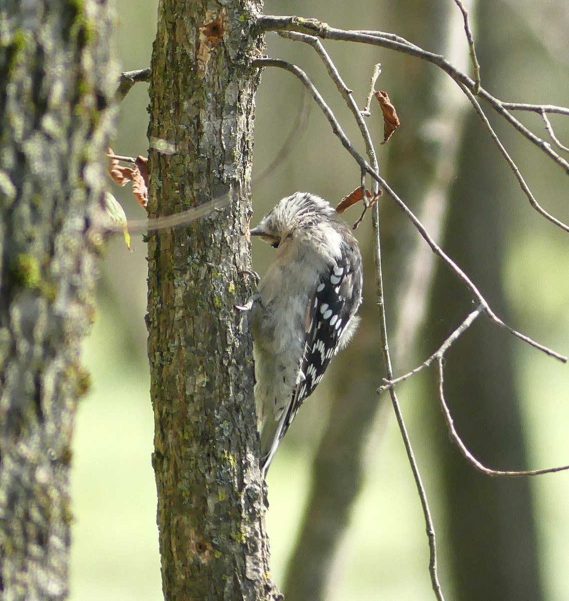 Downy Woodpecker - ML624093902