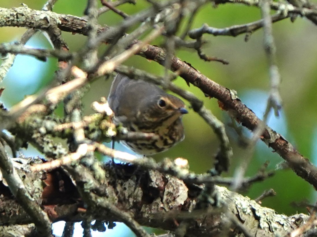 Swainson's Thrush - ML624093904