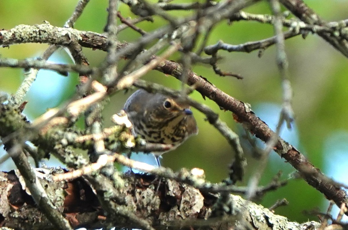 Swainson's Thrush - ML624093905