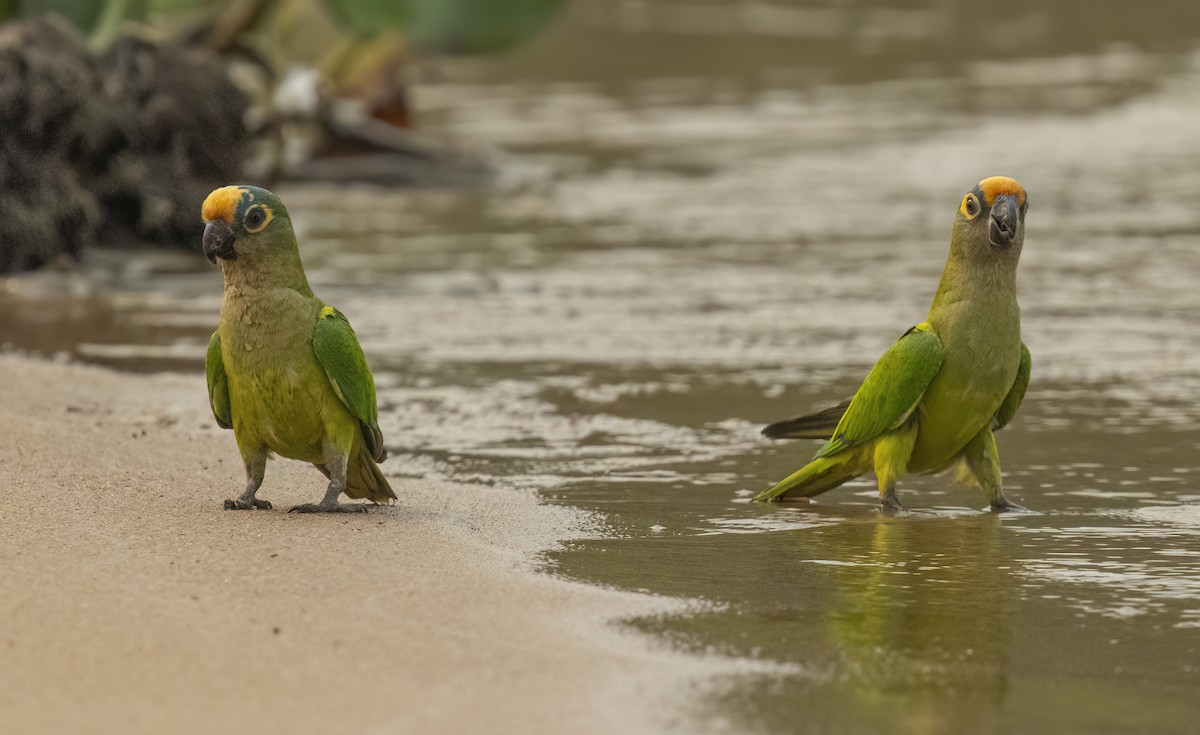 Conure couronnée - ML624093906