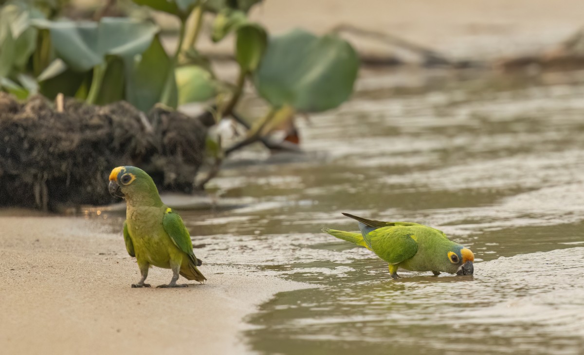 Peach-fronted Parakeet - ML624093907