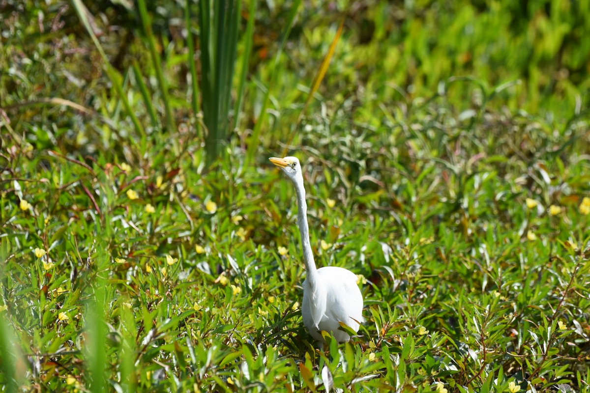 Great Egret - ML624093910