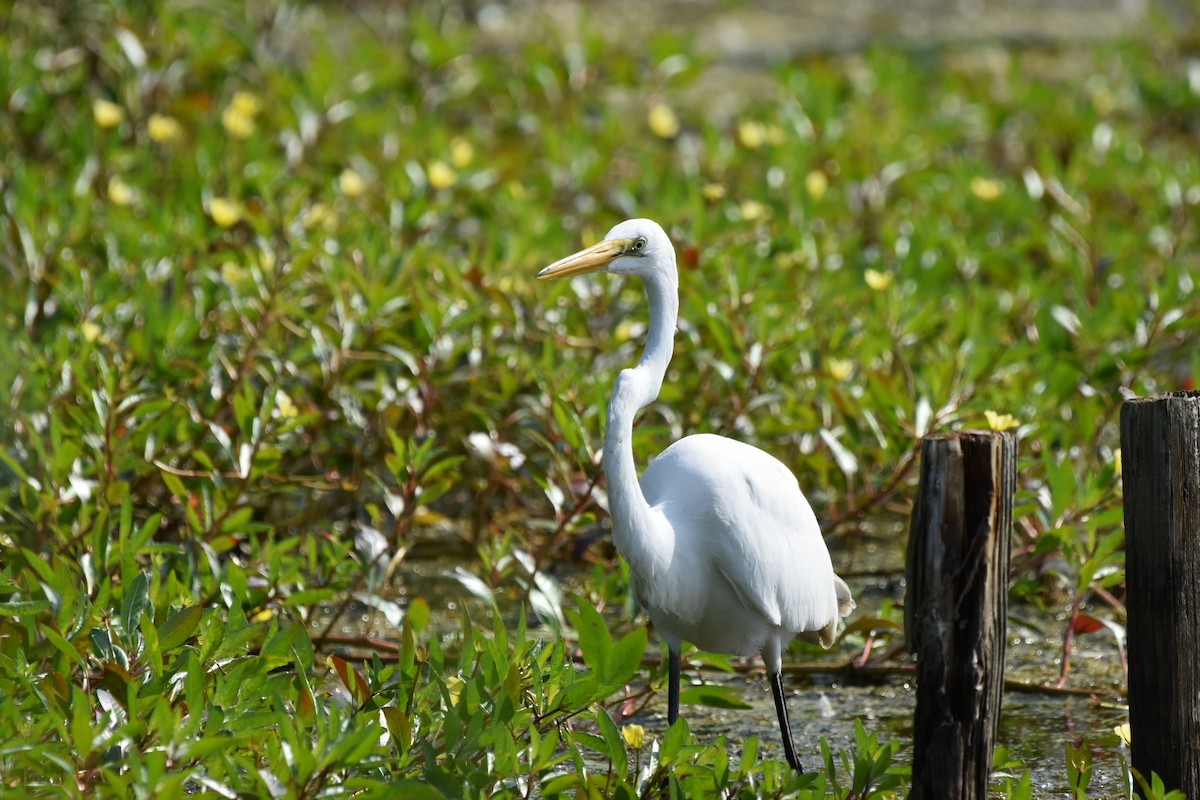 Great Egret - Amanda Davis