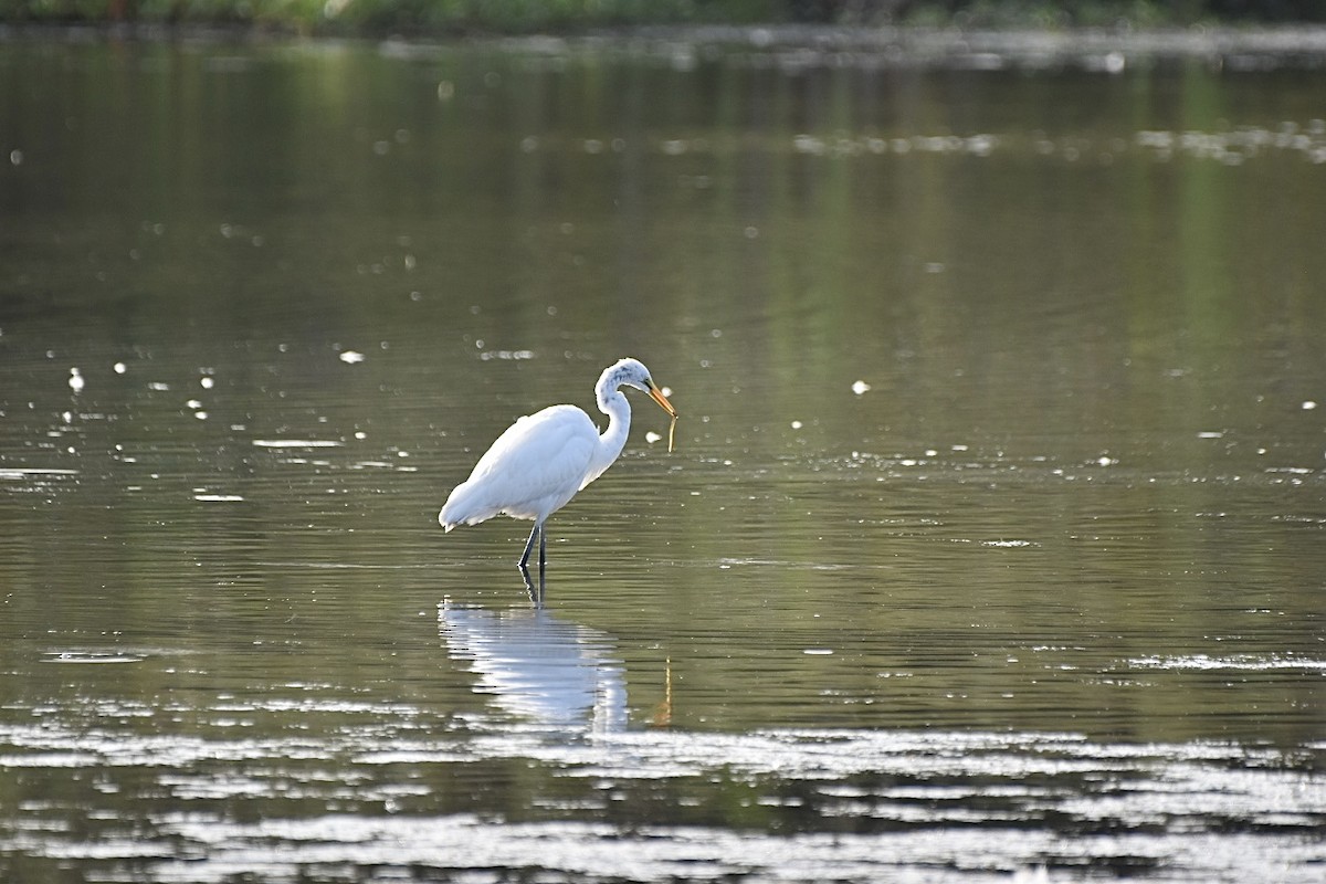 Great Egret - ML624093912