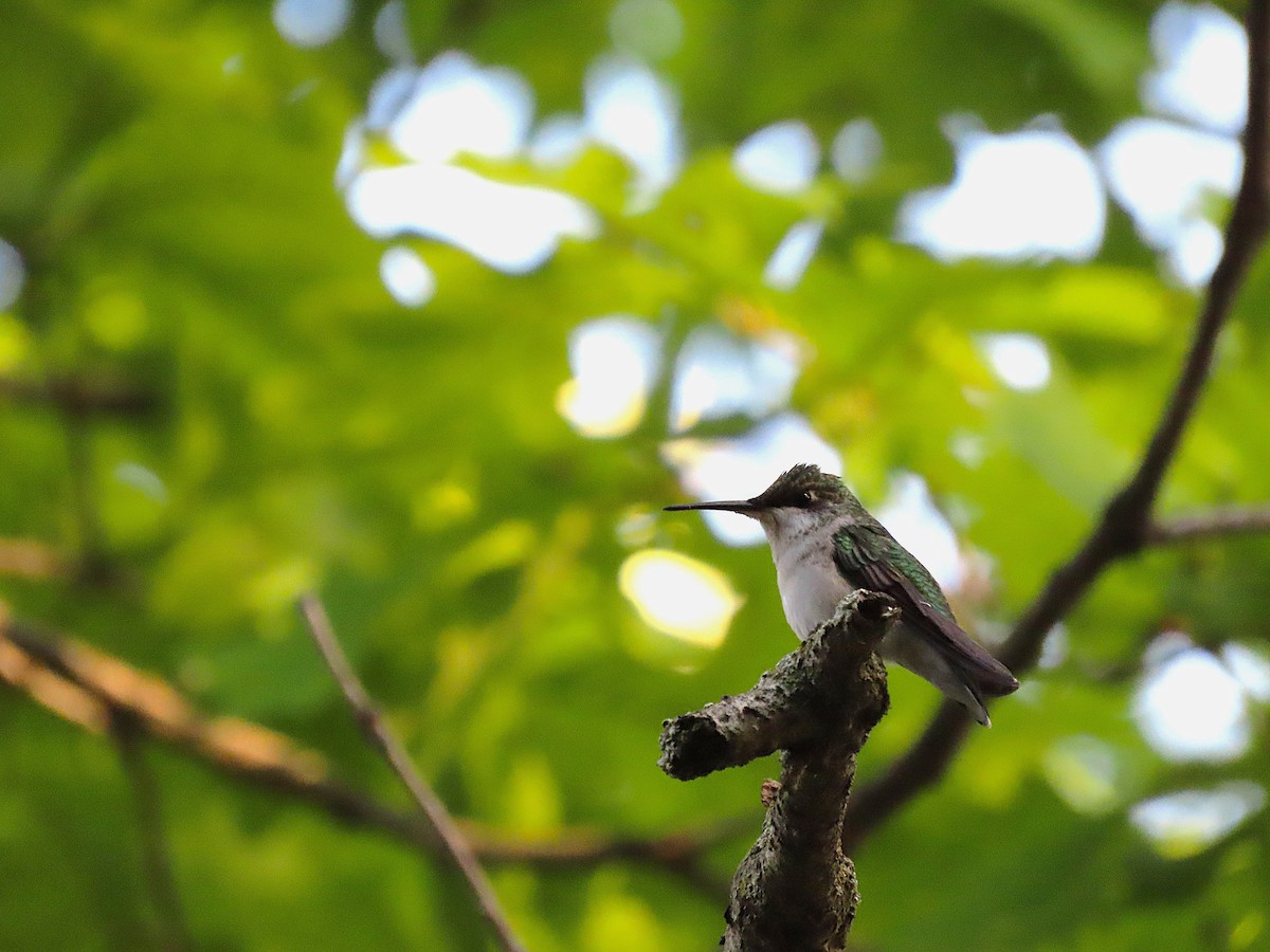 Ruby-throated Hummingbird - Dave&Kerry Sehloff