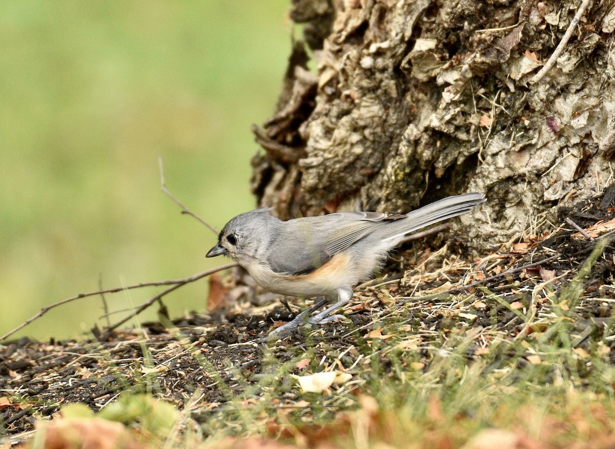 Tufted Titmouse - ML624093915