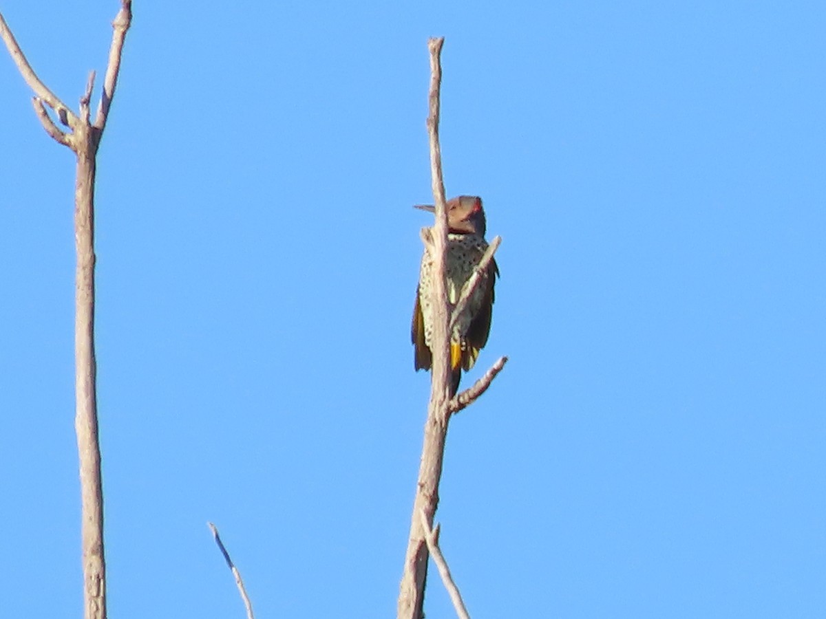 Northern Flicker - ML624093916