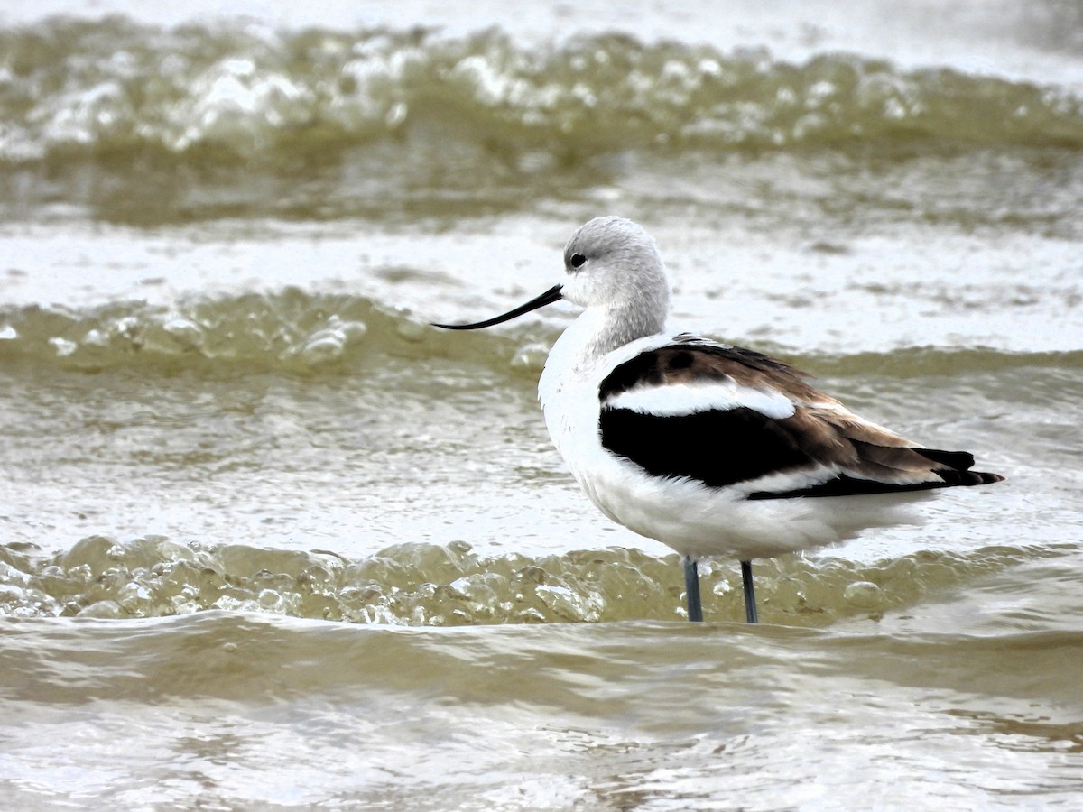 American Avocet - ML624093919