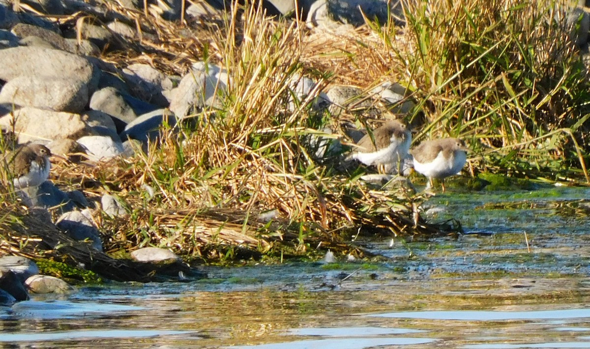 Spotted Sandpiper - ML624093925