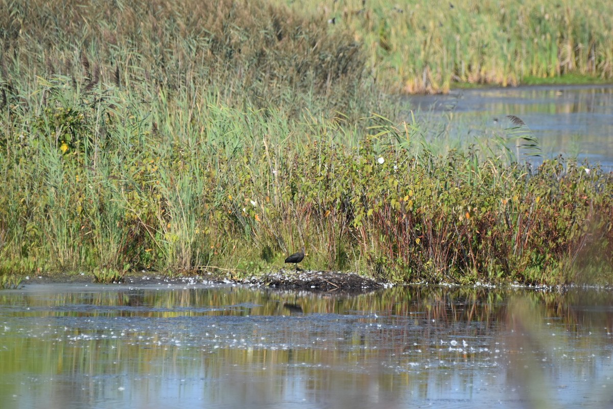 Glossy Ibis - ML624093926