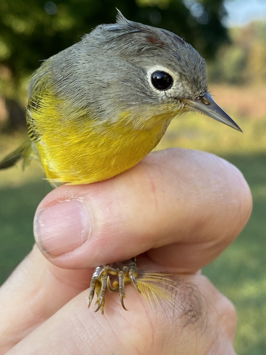 Nashville Warbler - ML624093927