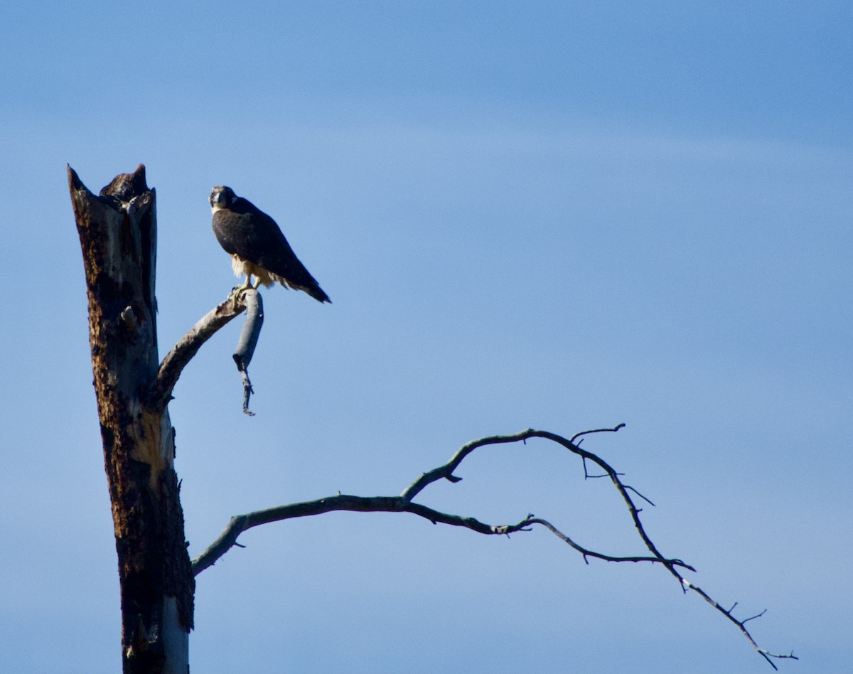 Peregrine Falcon - ML624093929