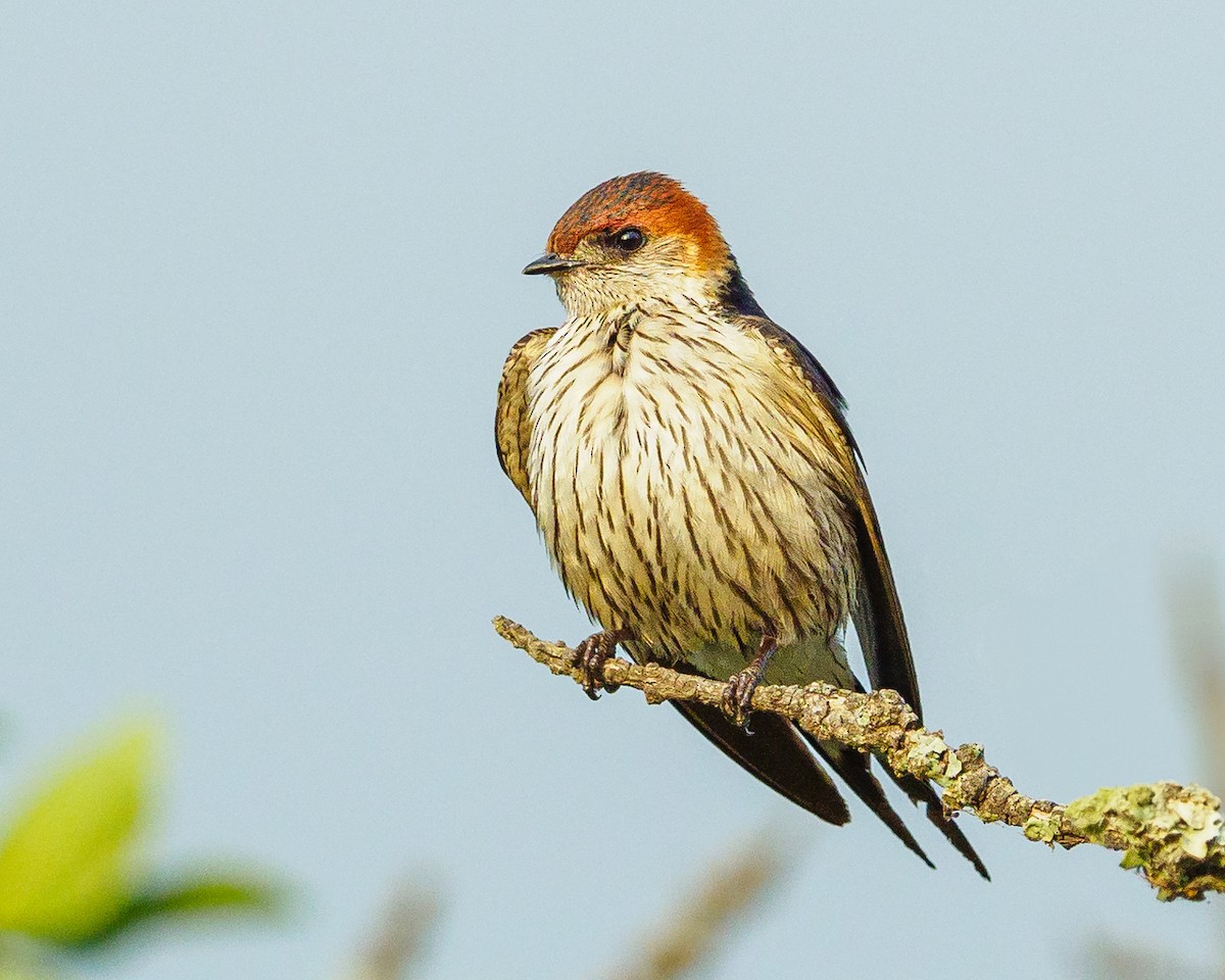 Greater Striped Swallow - ML624093930