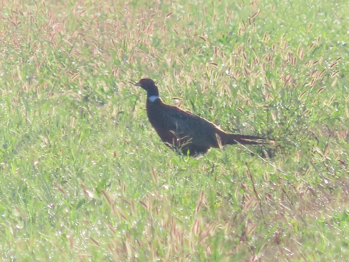 Ring-necked Pheasant - ML624093931