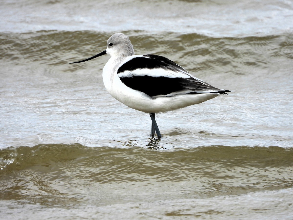 American Avocet - ML624093932