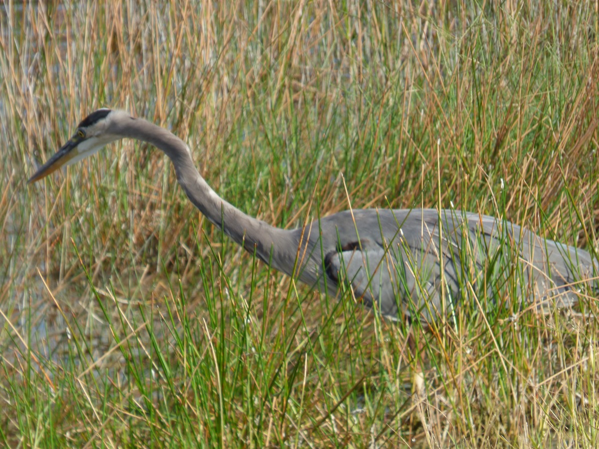 Great Blue Heron - ML624093933