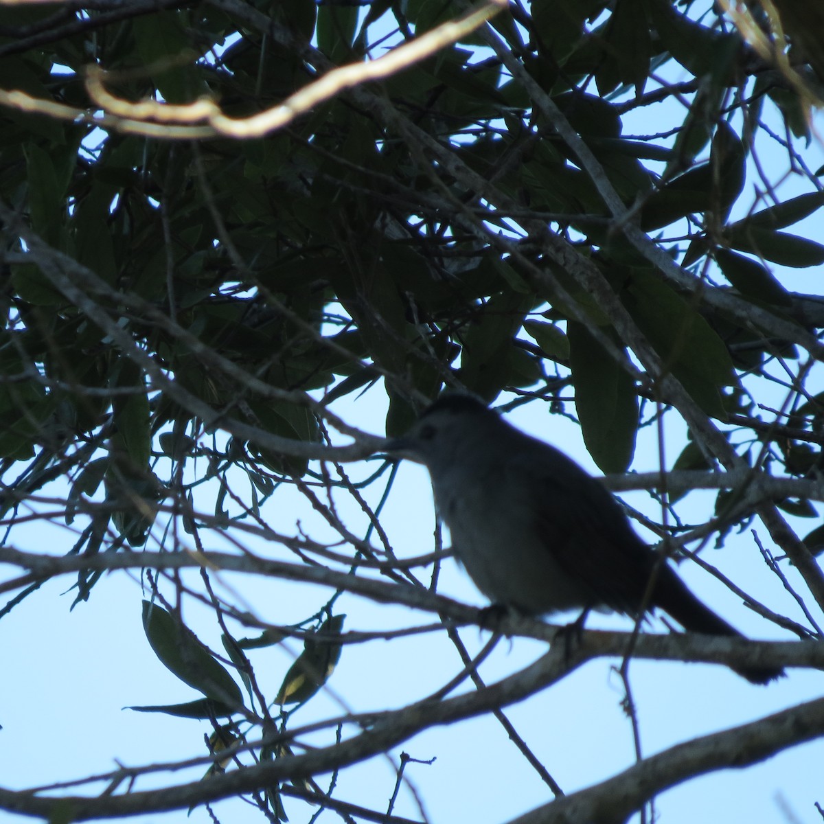 Gray Catbird - ML624093935