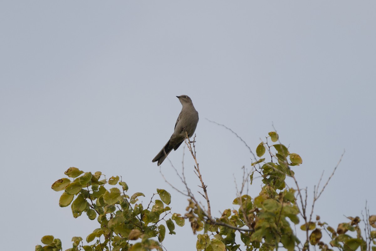 Townsend's Solitaire - Keegan Brown