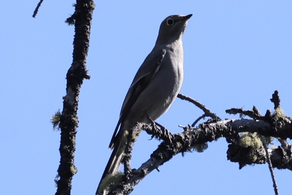 Townsend's Solitaire - Duane Yarbrough