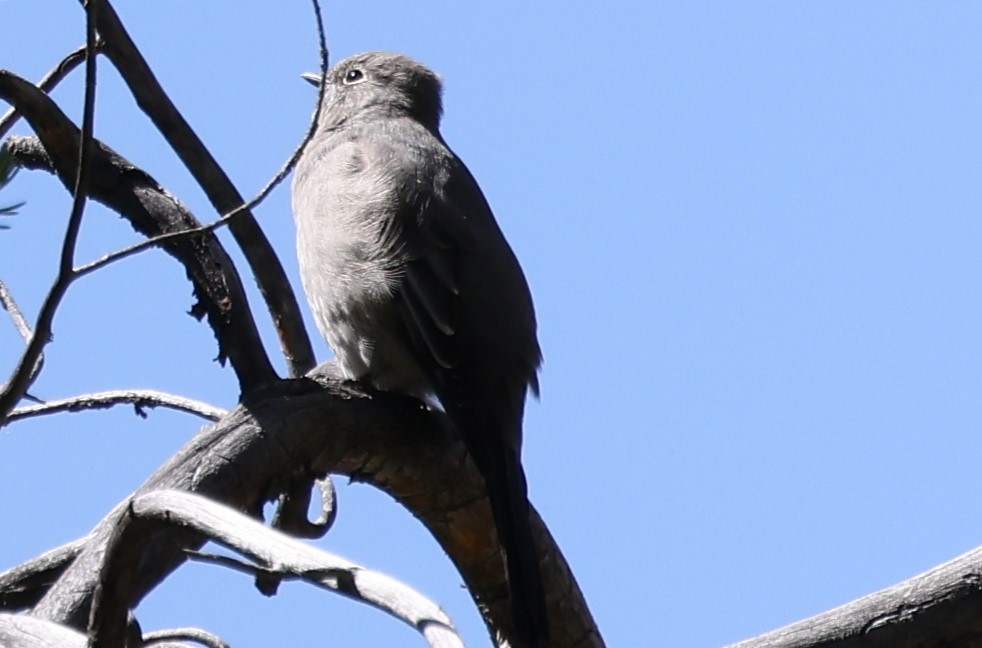 Townsend's Solitaire - Duane Yarbrough