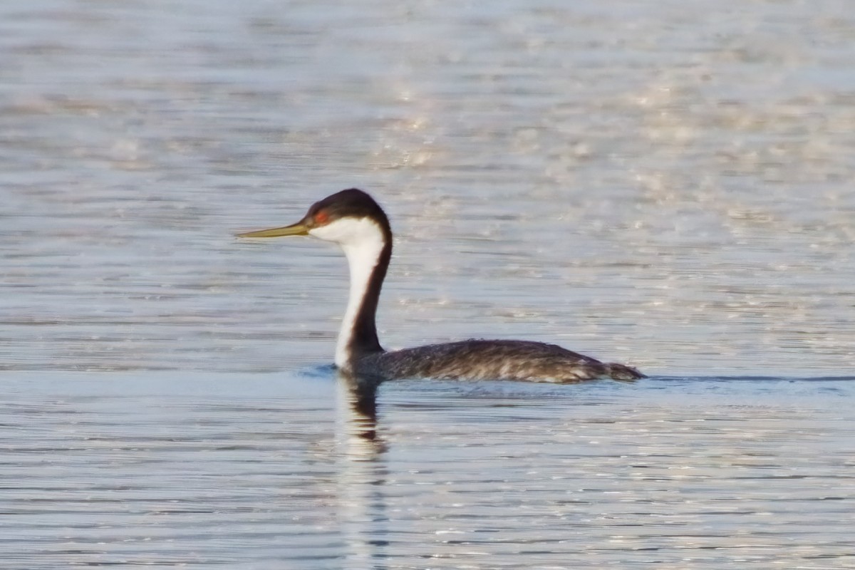 Western Grebe - ML624093998