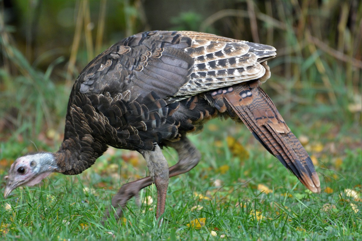 Wild Turkey - ML624094014