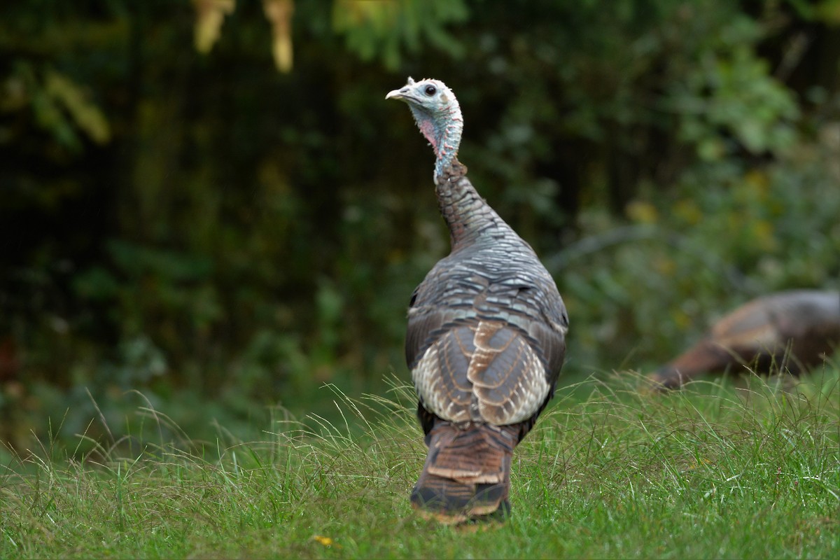 Wild Turkey - ML624094023