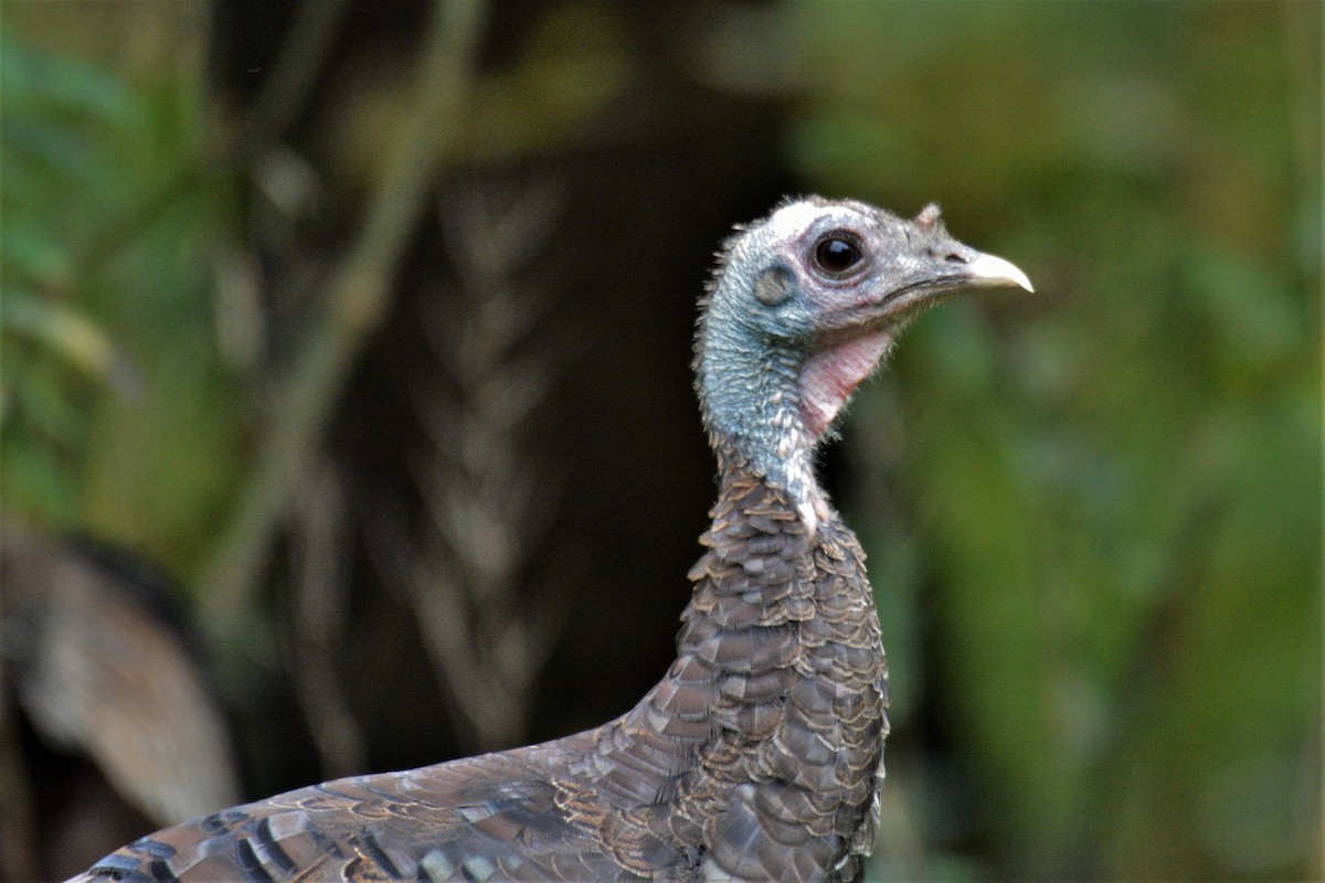 Wild Turkey - ML624094027