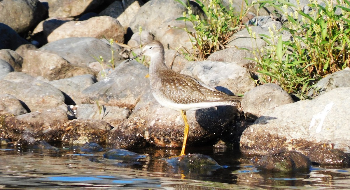 Lesser Yellowlegs - Denis Robert