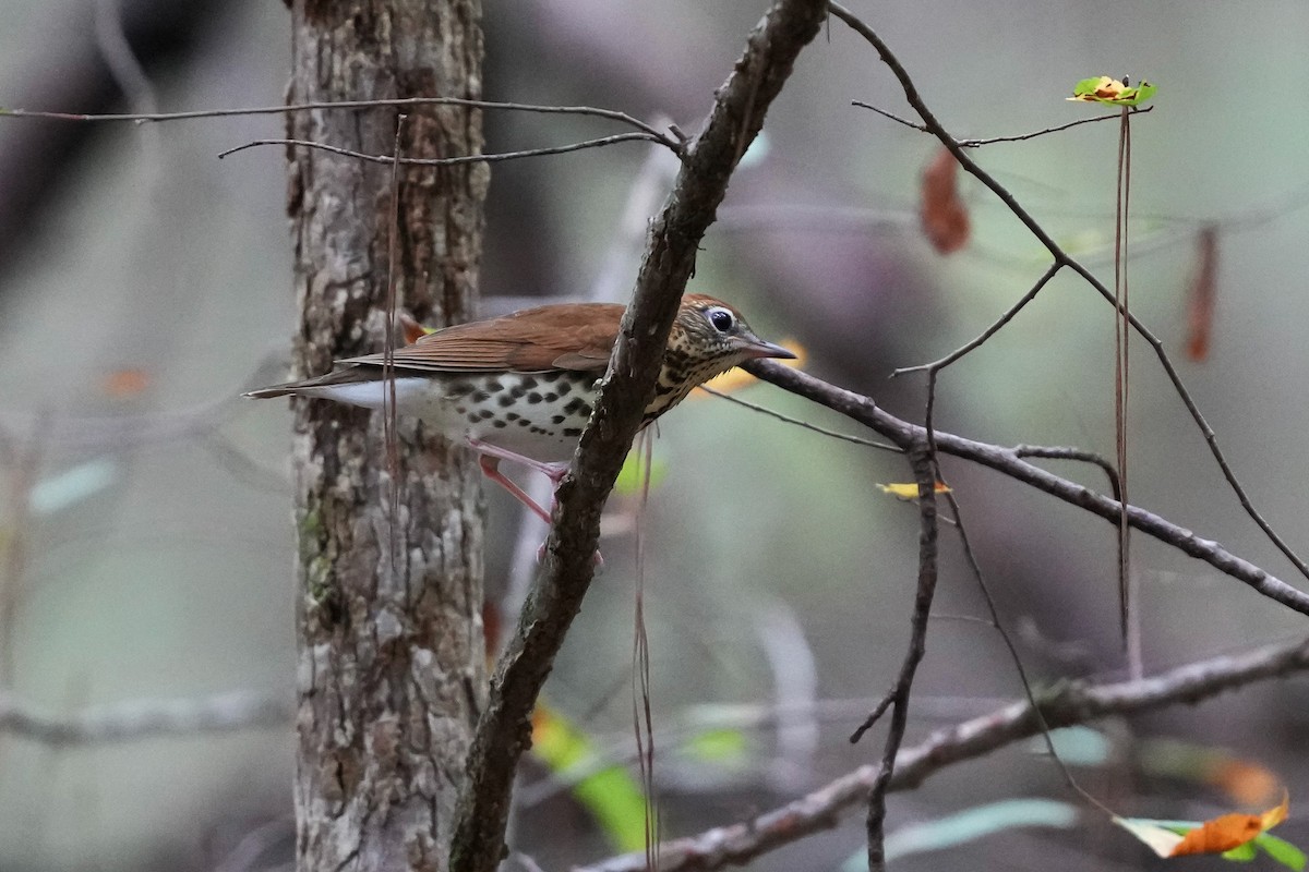 Wood Thrush - ML624094057