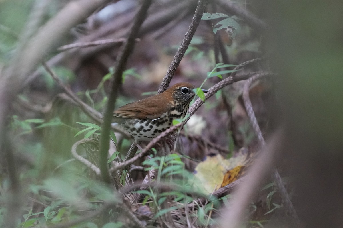 Wood Thrush - ML624094058